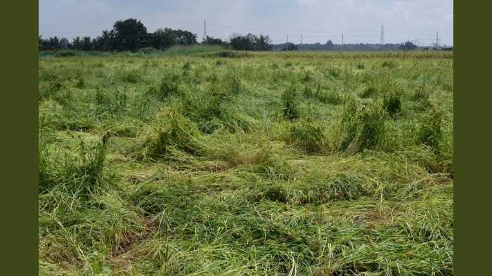 unseasonal rains alert govt advises farmers to stay cautious